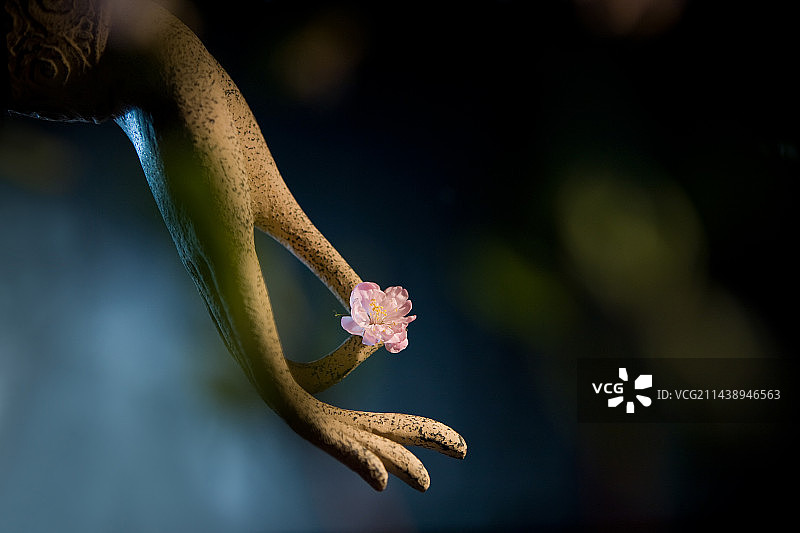 中国传统文化静物佛手图片素材