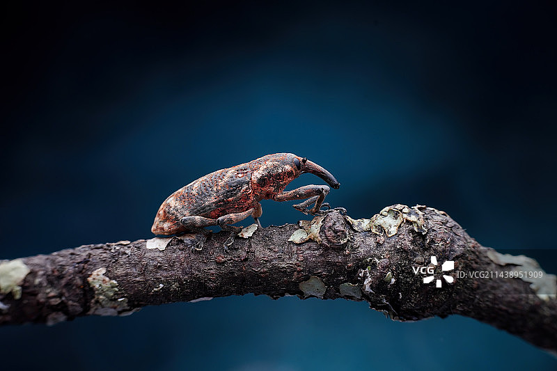 象鼻虫的夏天图片素材