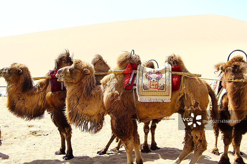 沙漠骆驼图片素材