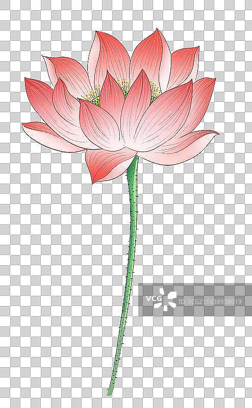 荷花元素图片素材