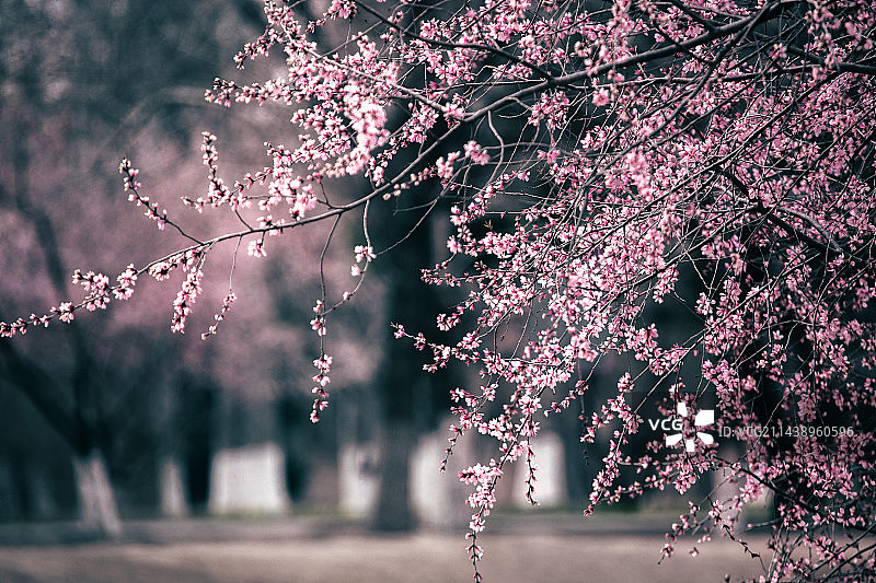桃花谷中桃花开图片素材