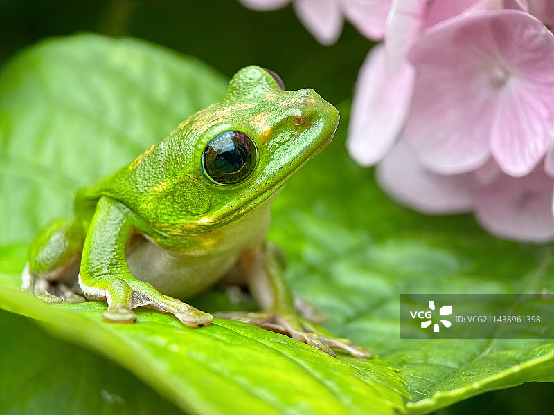 小王子图片素材