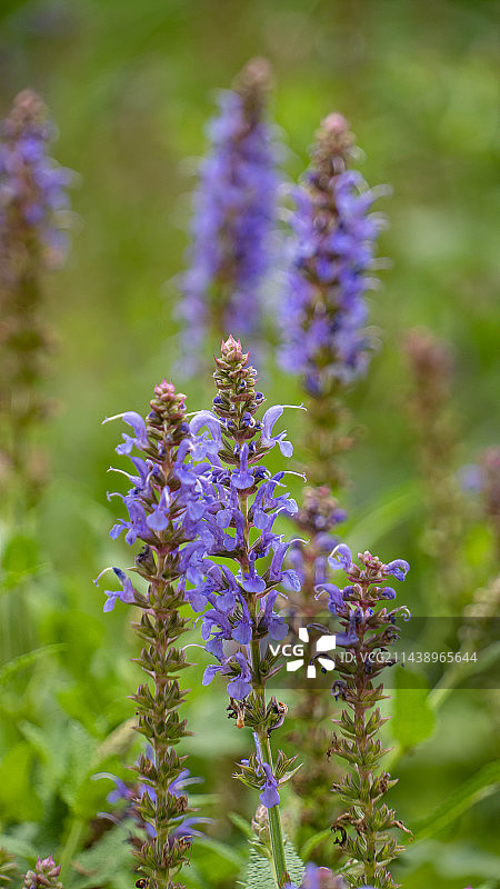鼠尾草图片素材