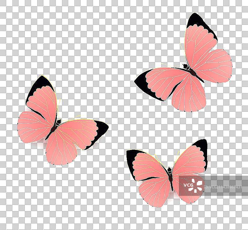 三只粉色的蝴蝶图片素材