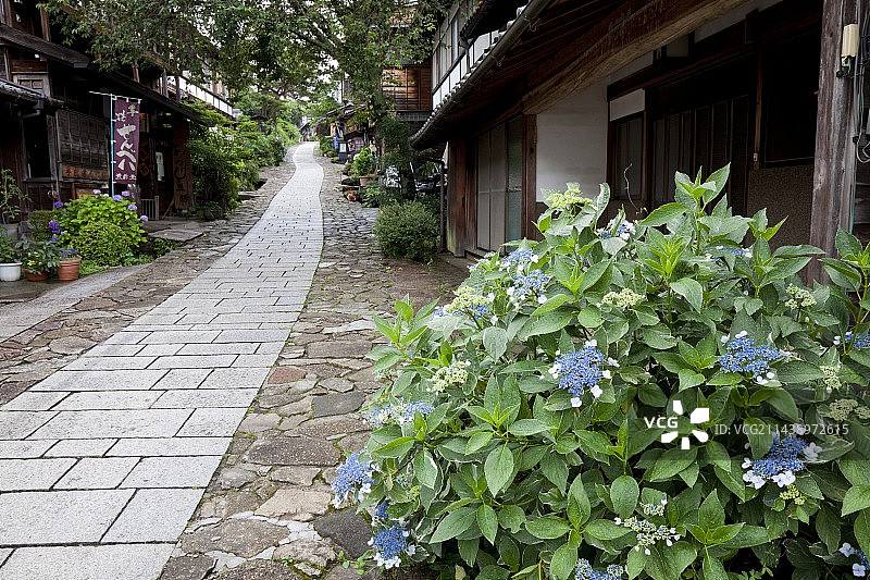 岐阜县中津川市马笼宿的盛开绣球花图片素材