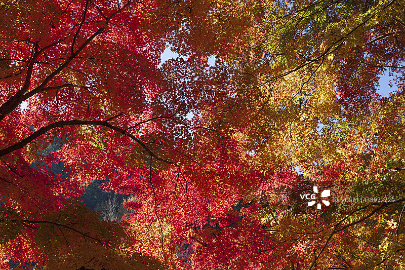 日本爱知县丰田市香岚溪的秋叶图片素材
