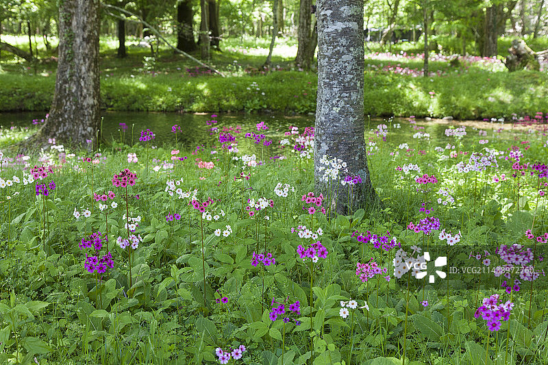 日本枥木县中禅寺湖千手之滨的日本报春花图片素材