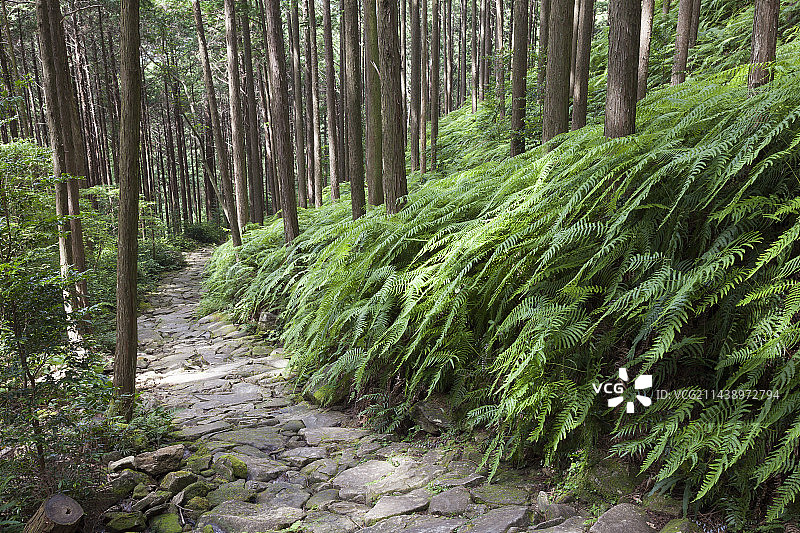 熊野古道马越峠，日本三重县北牟娄郡图片素材