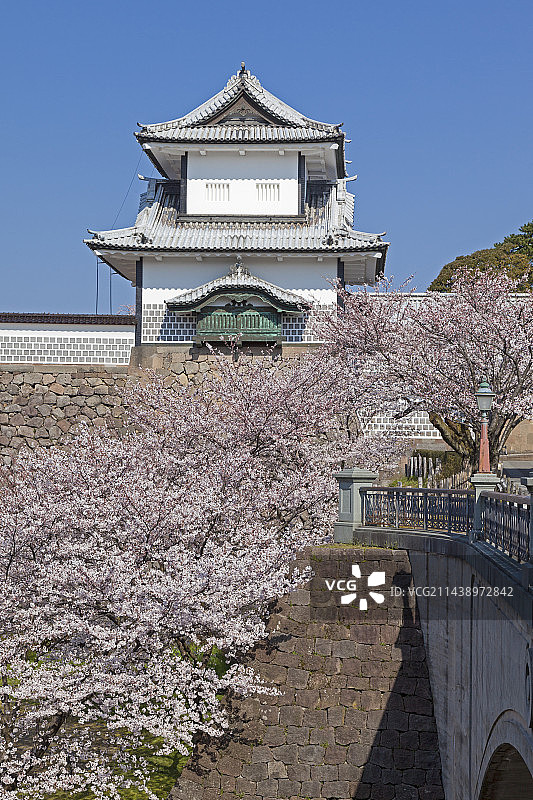 日本石川县金泽市金泽城公园和樱花树图片素材