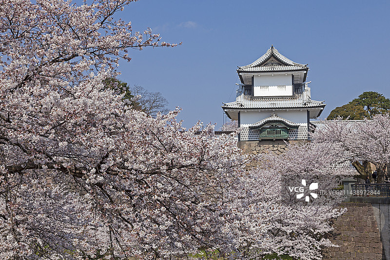 日本石川县金泽市金泽城公园和樱花树图片素材