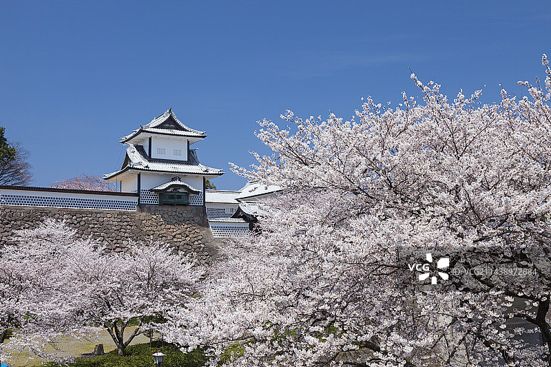 日本石川县金泽市金泽城公园和樱花树图片素材