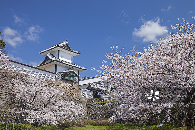 日本石川县金泽市金泽城公园和樱花树图片素材