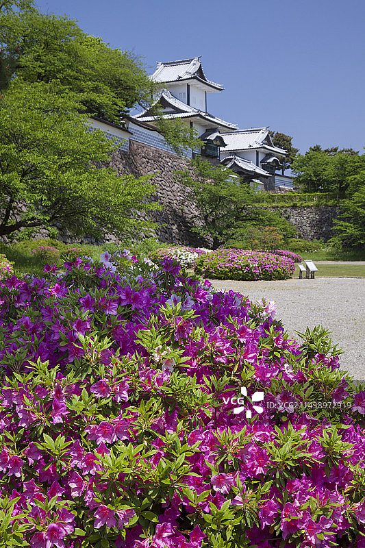 日本金泽城杜鹃花图片素材