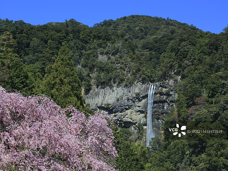 那智山的垂枝樱花树和那智瀑布图片素材