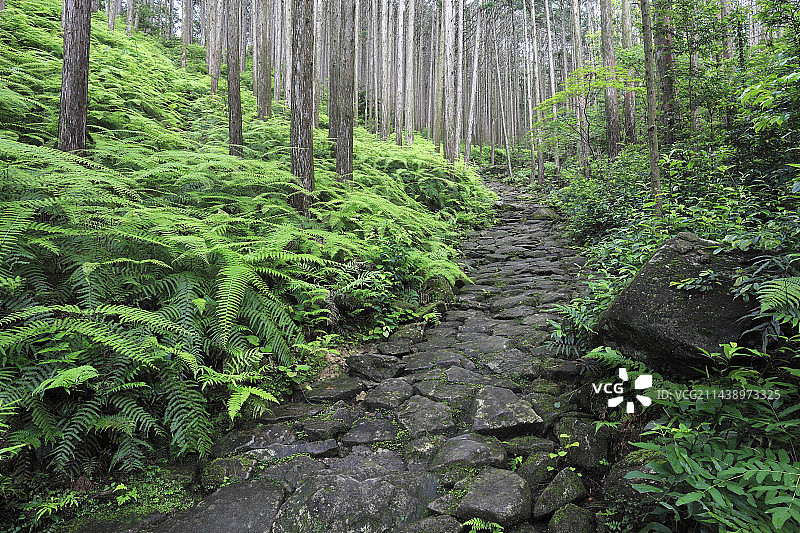 熊野古道伊势路、三重县纪北町海山的马越岭石板路图片素材