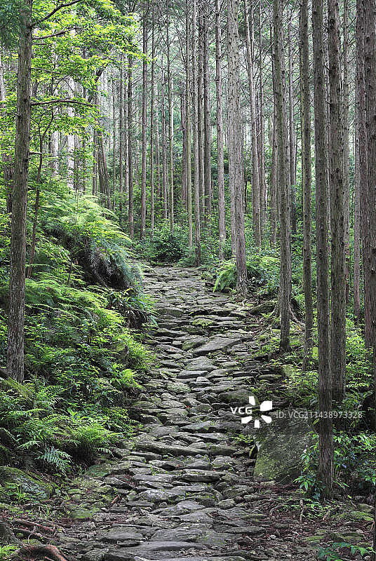 熊野古道伊势路、三重县纪北町海山的马越岭石板路图片素材