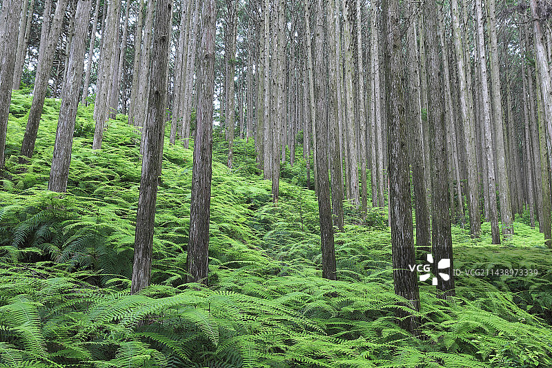 熊野古道伊势路上的桧柏新鲜绿林，位于三重县纪北町图片素材