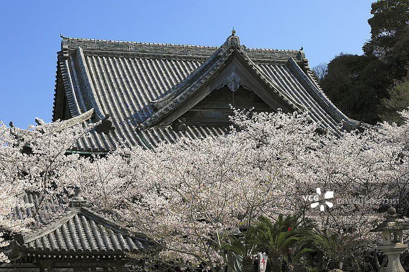 日本和歌山县和歌山市纪三井寺的樱花图片素材