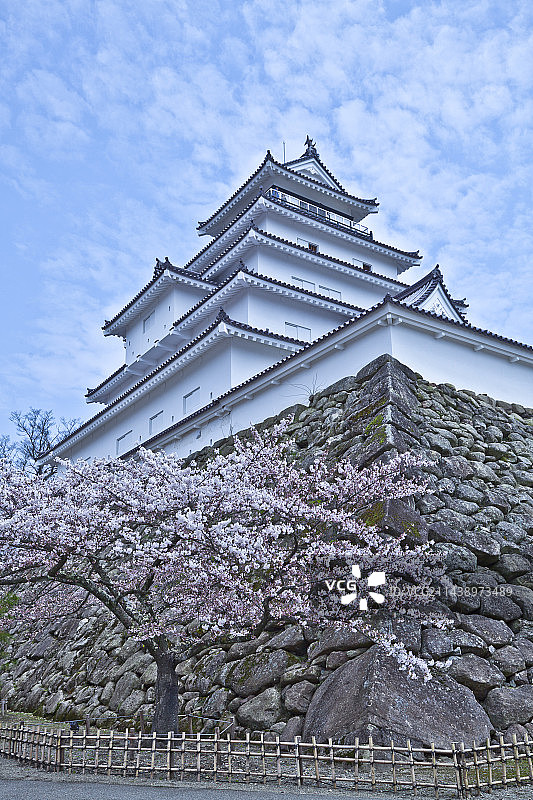 日本福岛县会津若松市的樱花与鹤贺城图片素材