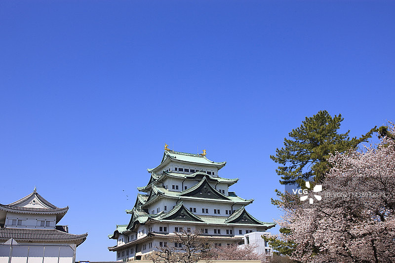 名古屋城和樱花，本丸，名古屋市中心区，爱知县图片素材
