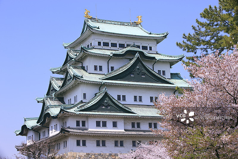 名古屋爱知县名古屋中心区本丸名古屋城的成排樱桃树图片素材