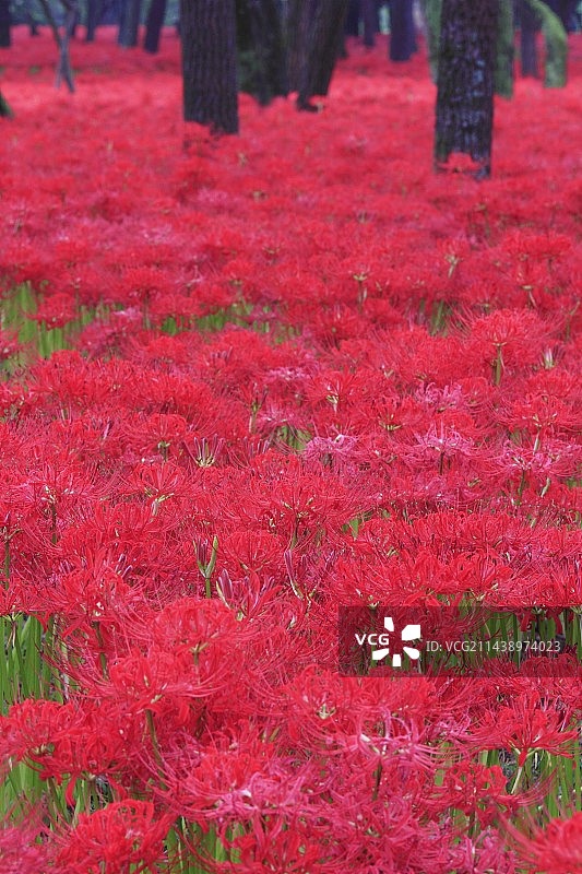 彼岸花，巾着田，日高市，埼玉县图片素材