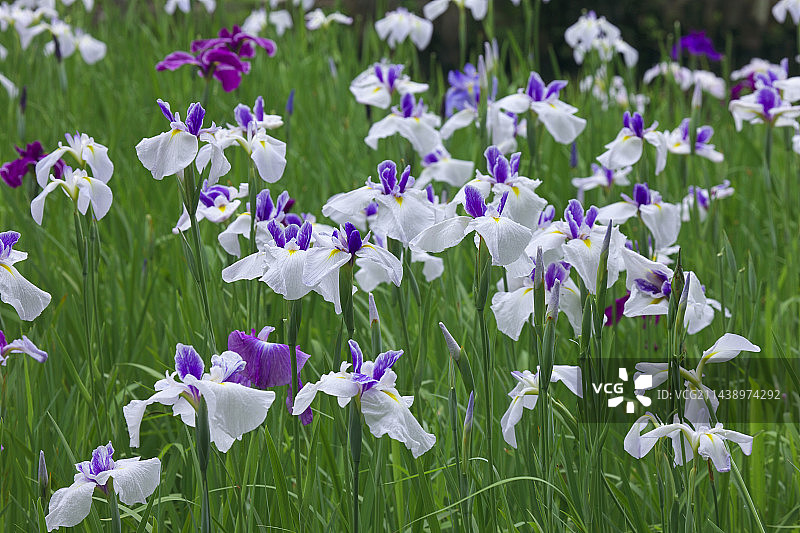 东京立川市的鸢尾花图片素材
