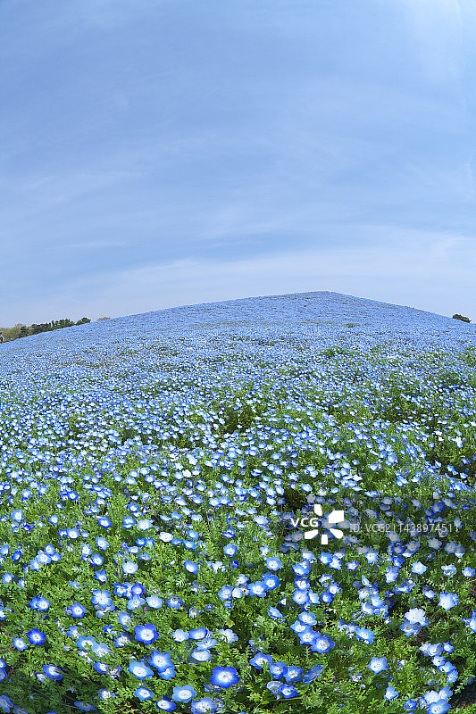 日本茨城县日立海滨公园粉蝶花花园图片素材