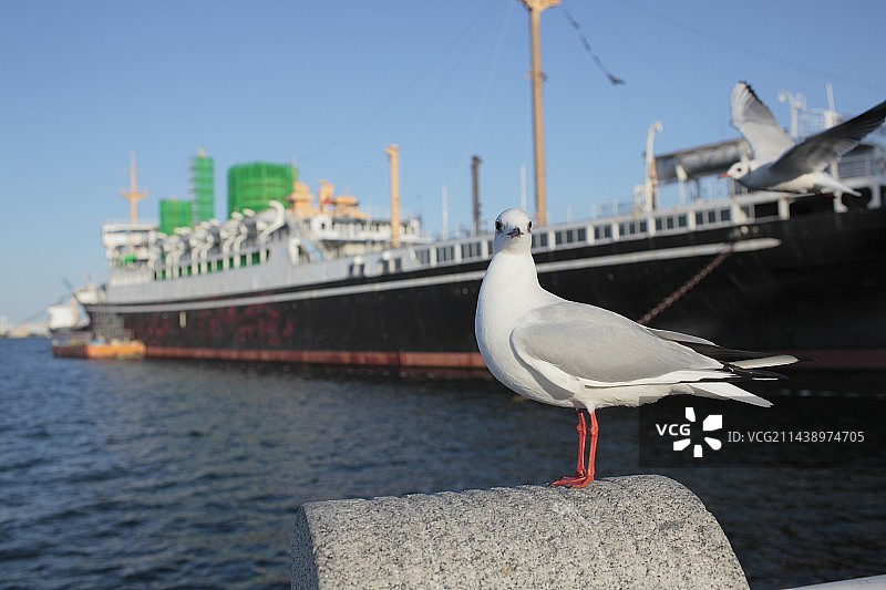 黑头鸥和冰川丸，日本神奈川县横滨市图片素材