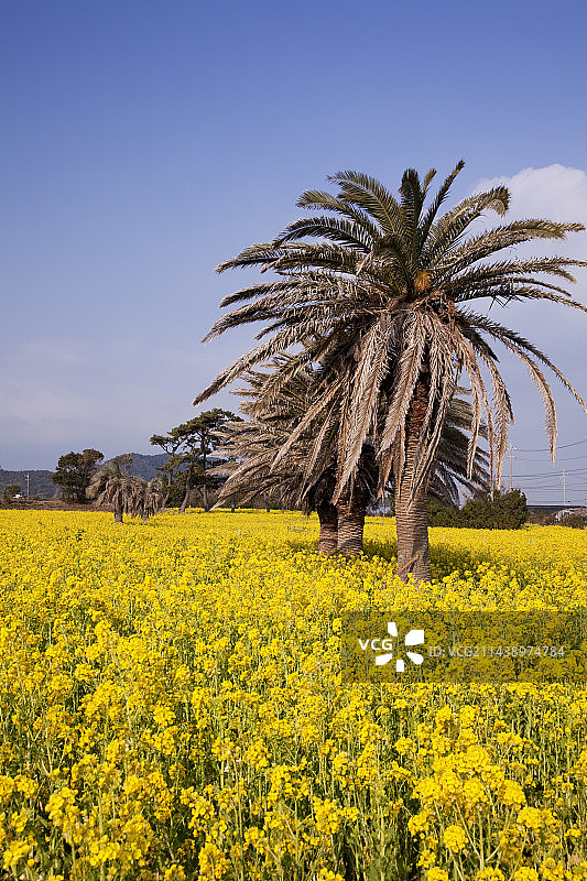 爱知县田原市油菜花与伊良湖岬图片素材