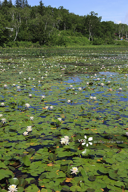 长野县山之内町莲花池中盛开的睡莲图片素材