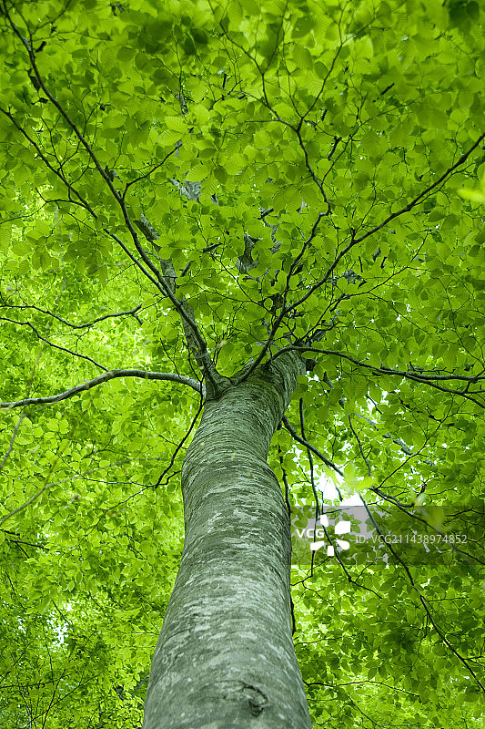 青森县的新鲜绿色山毛榉树图片素材