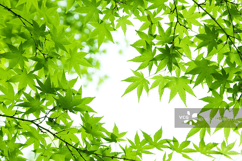 长崎县的翠绿枫树图片素材