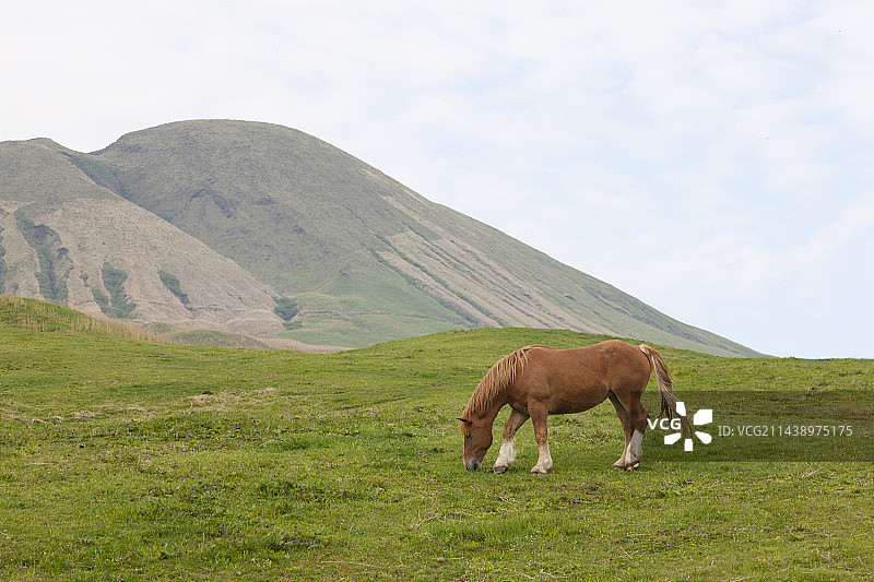 日本熊本县阿苏市草地上的马图片素材