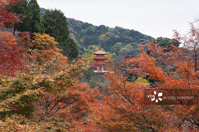京都清水寺的秋叶，位于中国京都府京都市左京区图片素材