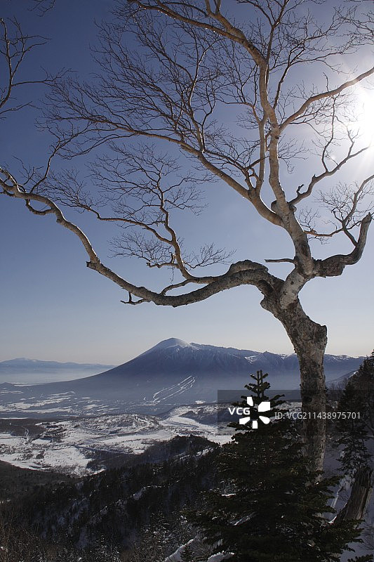 从岩手县八幡平大黑森林眺望岩手山图片素材