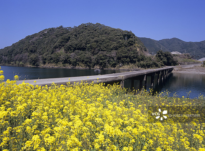四万十川三里沉下桥与油菜花，高知县四万十市图片素材