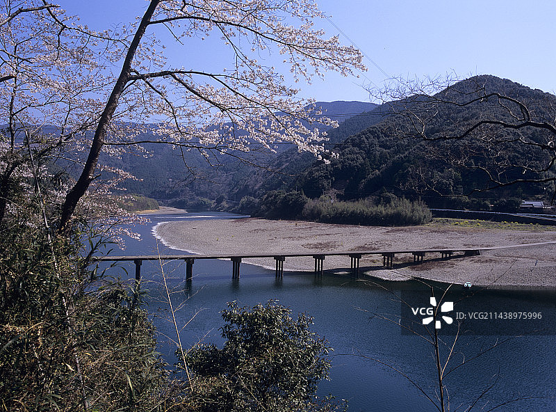 四万十川胜间沉下桥与樱花树，高知县四万十市图片素材