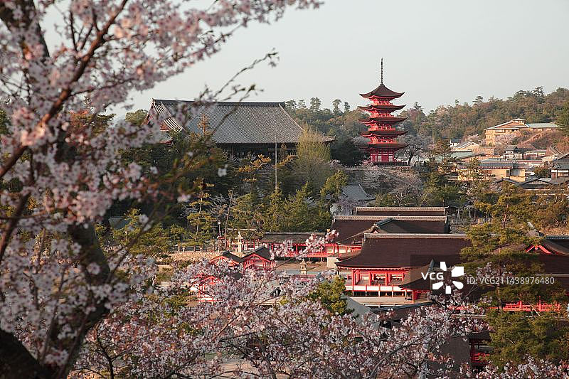 日本广岛县严岛神社的樱花图片素材