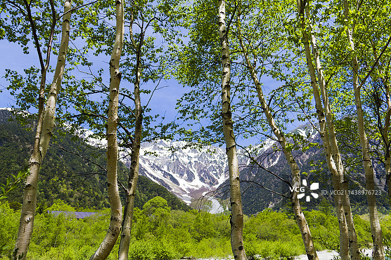 日本长野县上高地地区的绿山毛榉树和穗高岳图片素材