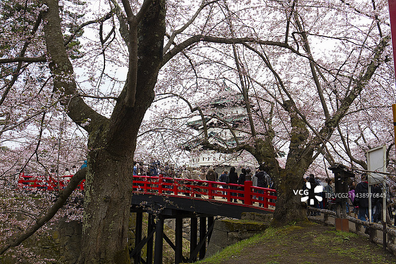 青森县弘前市弘前城与樱花图片素材