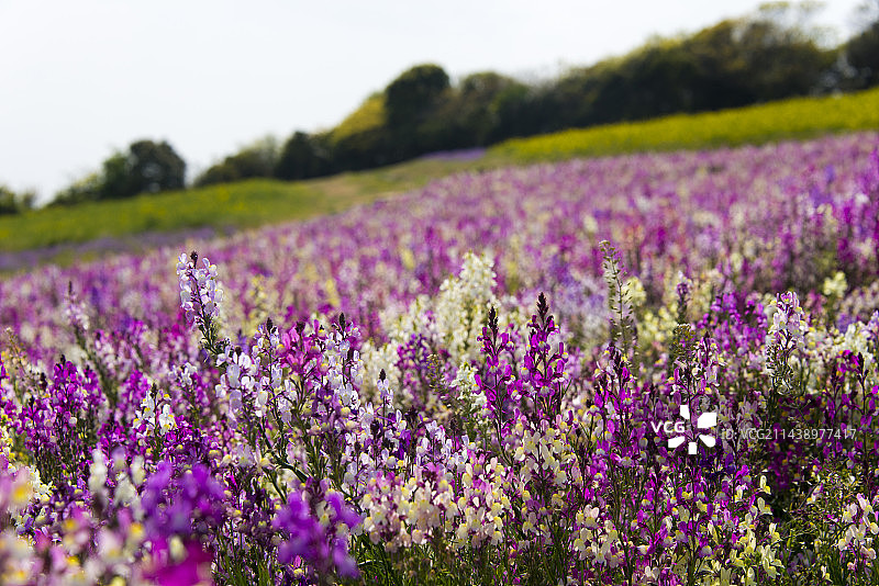 兵库县淡路花栈敷的花卉图片素材
