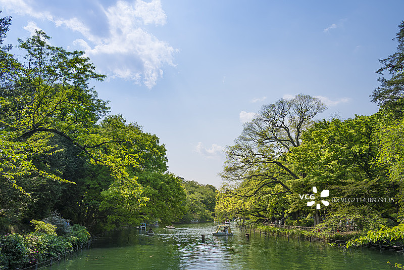 日本东京武藏野市井之头公园新绿美景图片素材