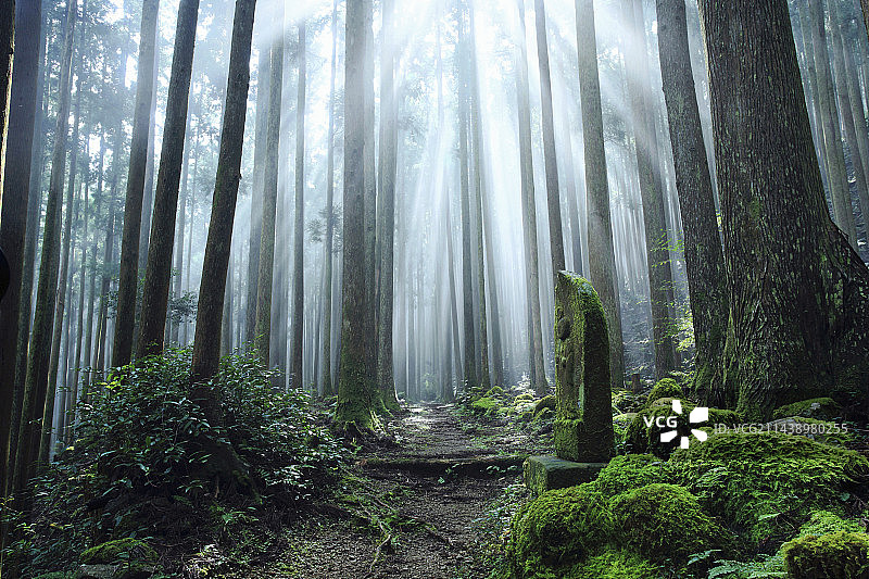 雾气笼罩的熊野古道，新宫，和歌山县图片素材