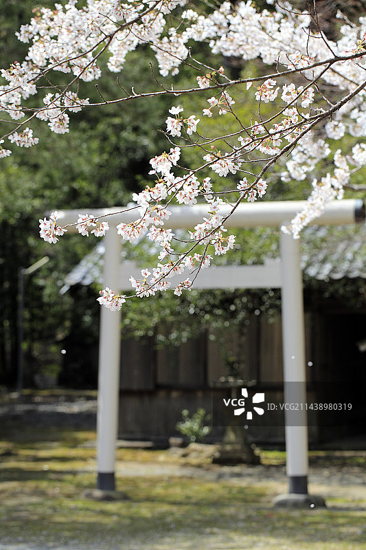 新宫市鸟居与樱花图片素材