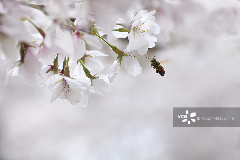 日本和歌山县新宫市山樱花中吸食蜂蜜的蜜蜂图片素材