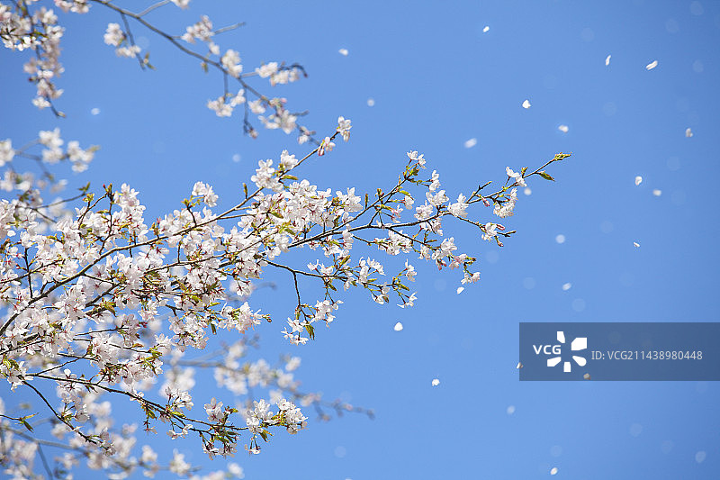 晴空下飘落的樱花，中国，和歌山县，新宫市，和歌山图片素材