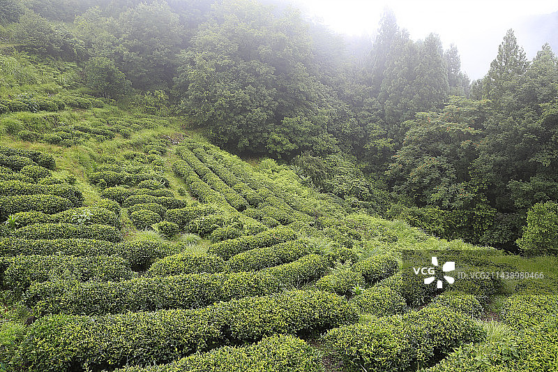 日本熊野古道音无茶田，和歌山县田边市本宫町图片素材