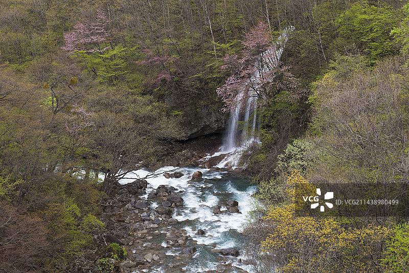 日本岩手县八幡平松川山谷盛开的樱花树图片素材