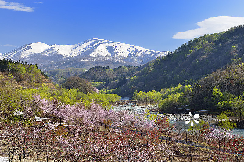樱花、绿色植物和月山（日本山形县西川町）图片素材